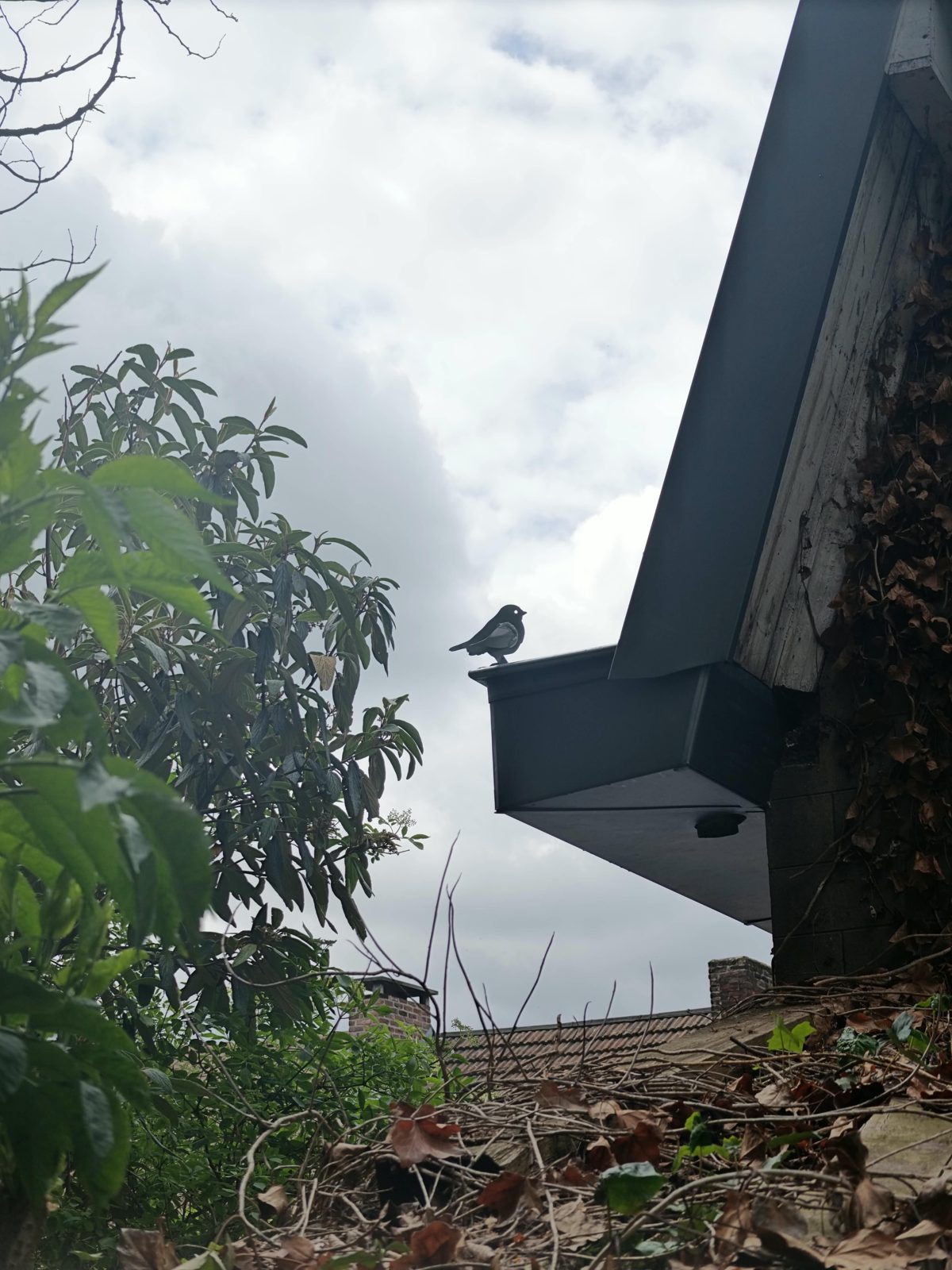 Ornement oiseau en métal sur une arête de toiture en zinc, finition artisanale SkySafe Toitures